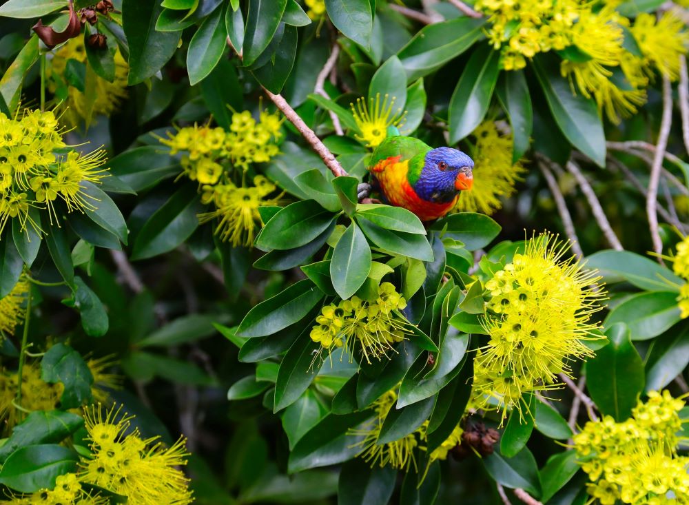 Nature Book Week @ East Maitland Library