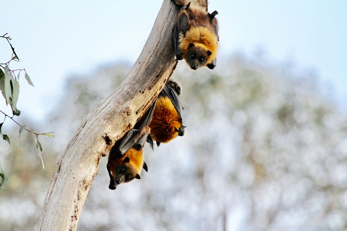 Flying Fox Storytime and Craft